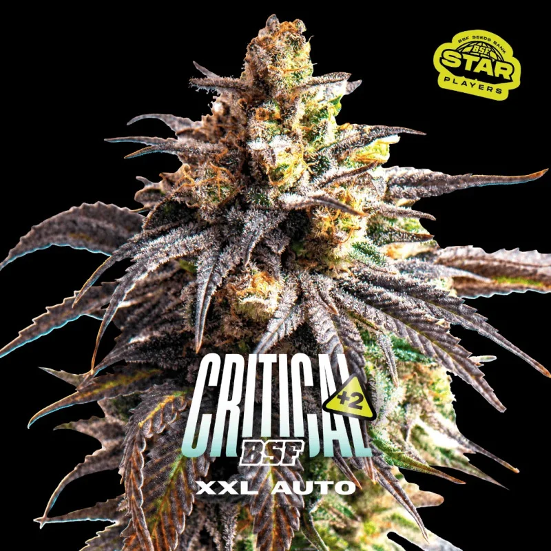 Critical +2 XXL Auto Marijuana Seeds