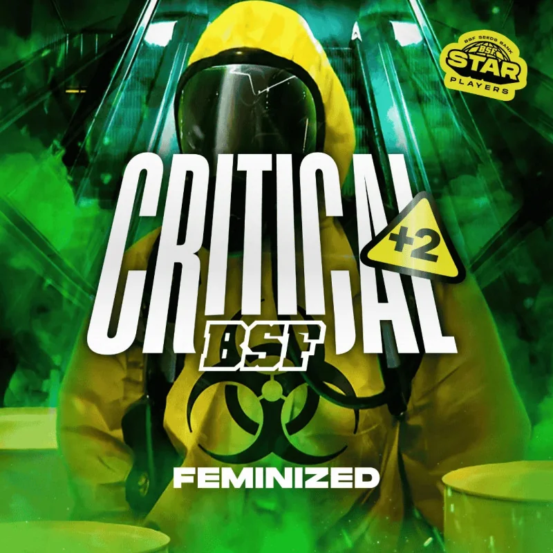 Critical +2 Marijuana Seeds
