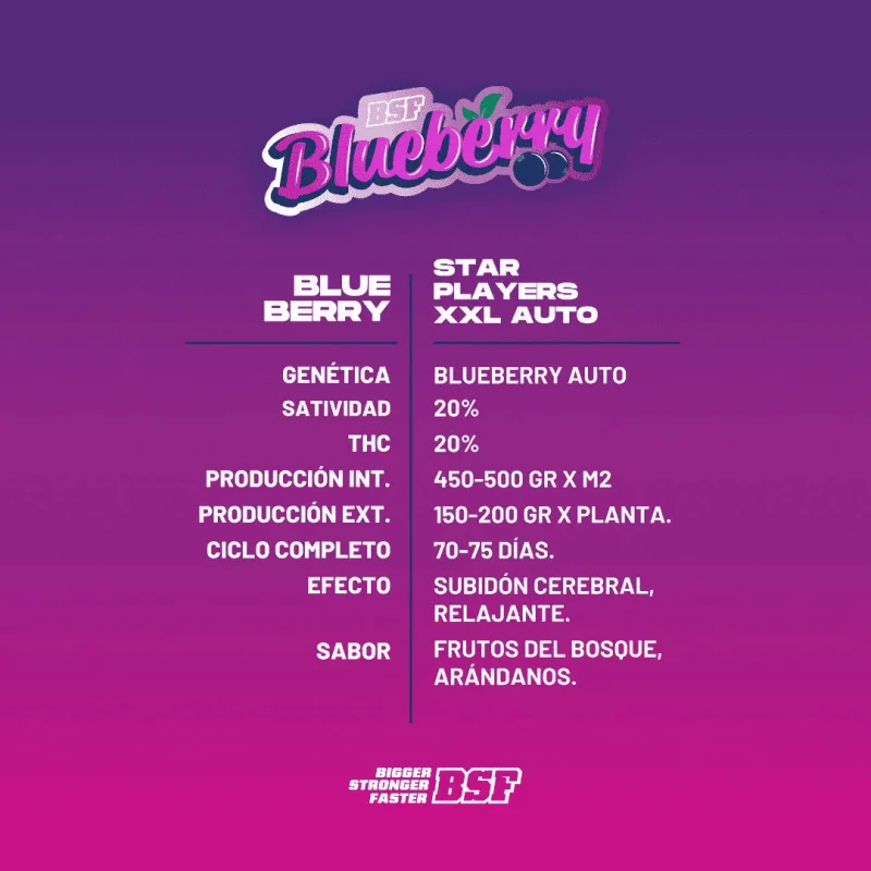 Blueberry XXL Auto Marijuana Seeds