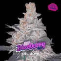 Blueberry XXL Auto Marijuana Seeds