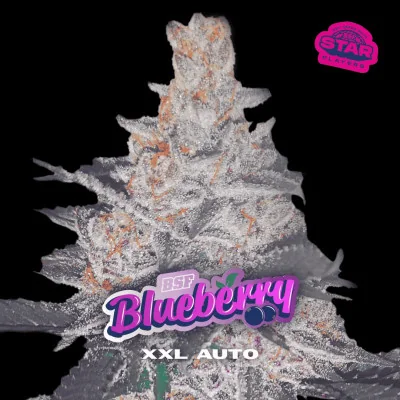 Blueberry XXL Auto Marijuana Seeds