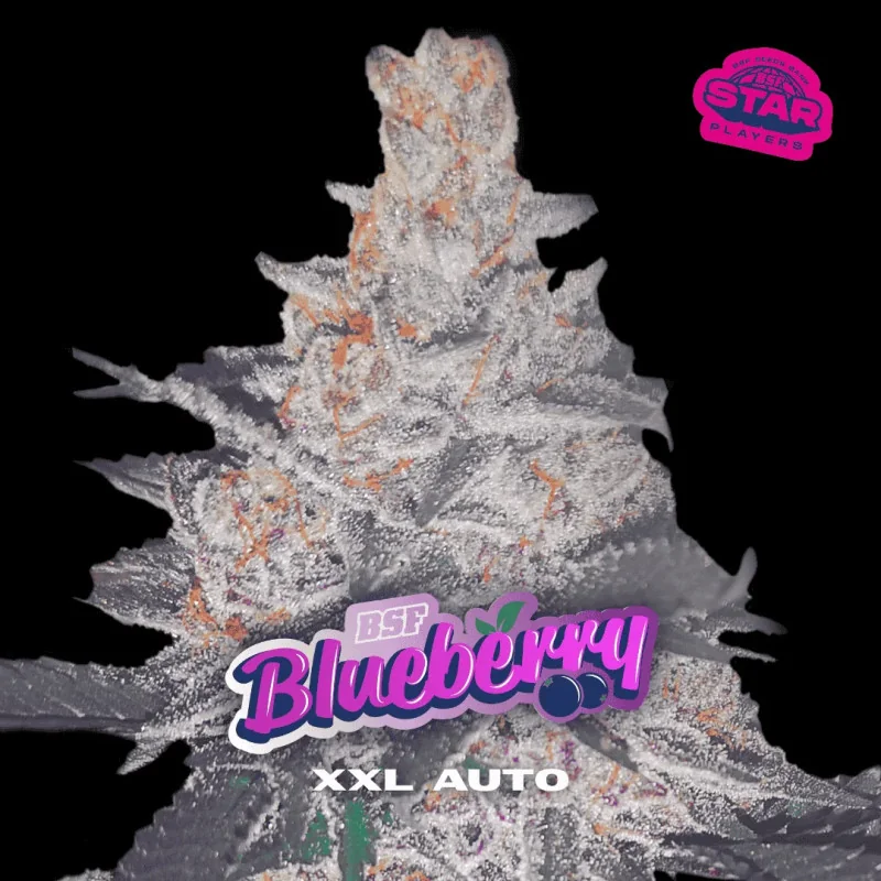 Blueberry XXL Auto Marijuana Seeds