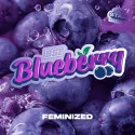 Blueberry Fem Marijuana Seeds