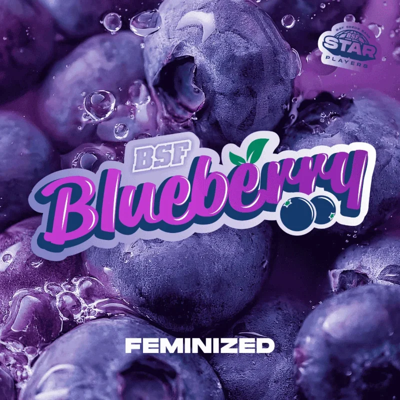 Blueberry Fem Marijuana Seeds