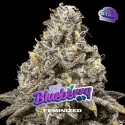 Blueberry Fem Marijuana Seeds