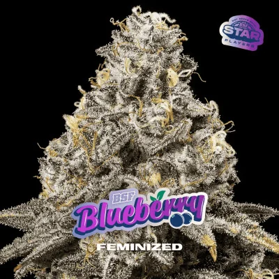 Blueberry Fem Marijuana Seeds