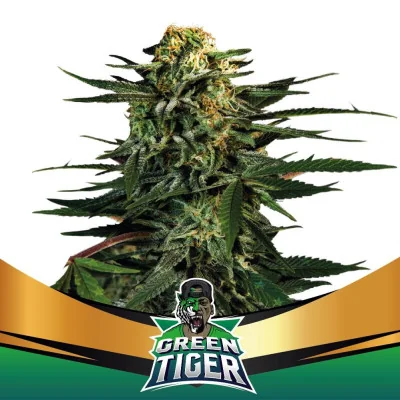 Green Tiger Marijuana Seeds