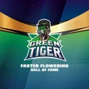 Green Tiger Marijuana Seeds