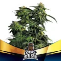 Semillas de Marihuana OBG Kush