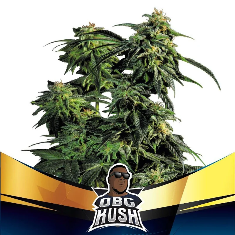 Semillas de Marihuana OBG Kush