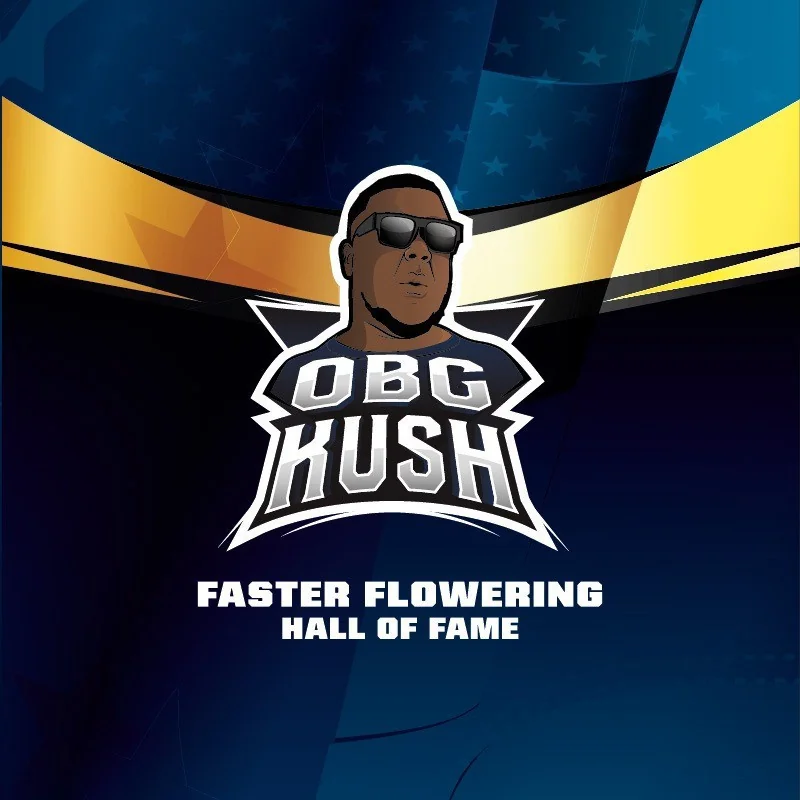 OBG Kush Marijuana Seeds