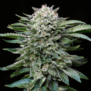 White Gorilla Feminized