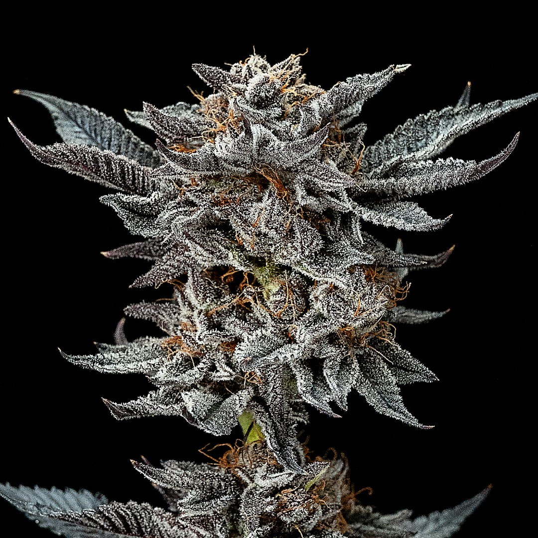 GORILLA 4