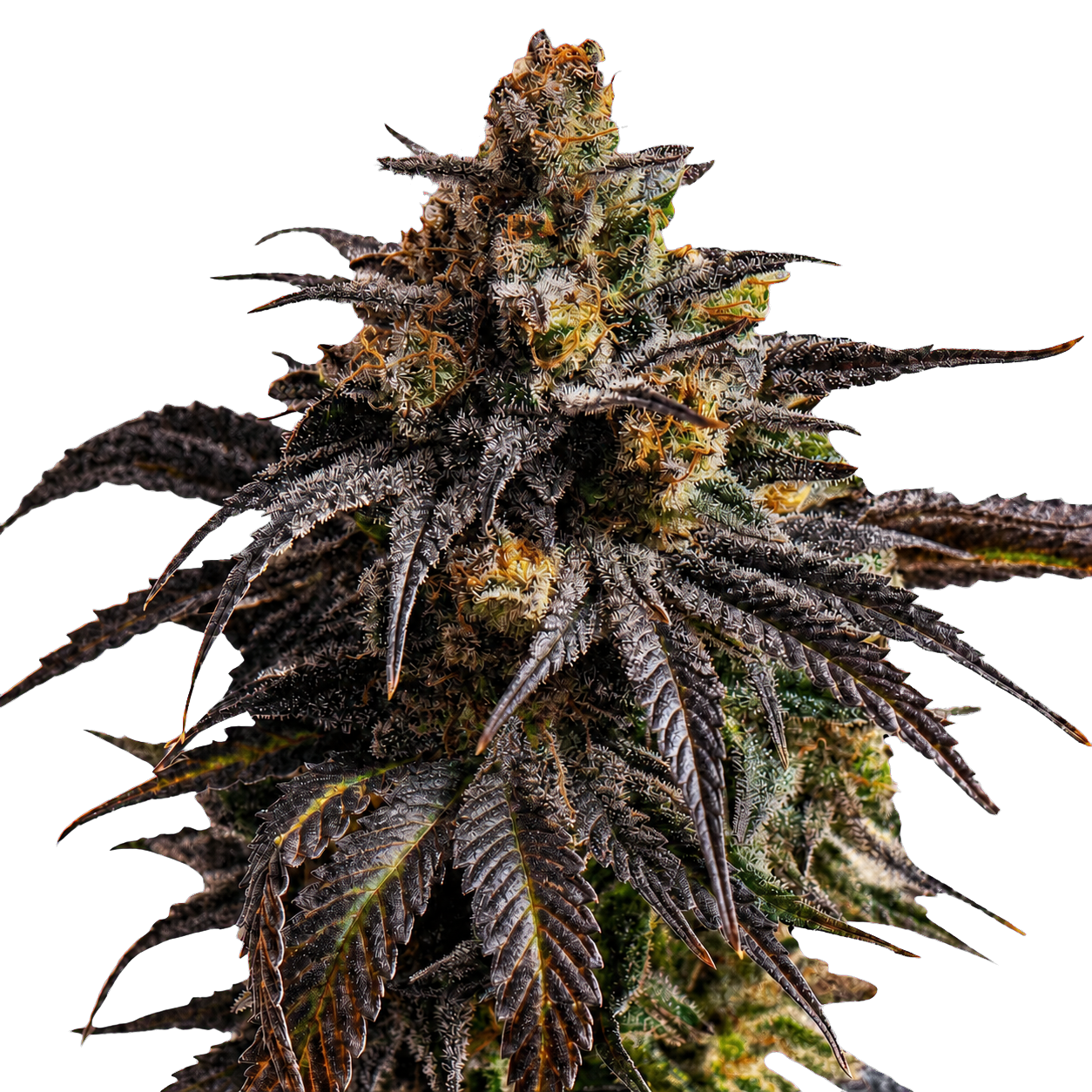 Critical +2 XXL Auto