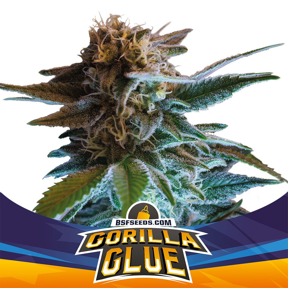 Comprar Gorilla Glue Auto 2020   GORILLA GLUE AUTO 