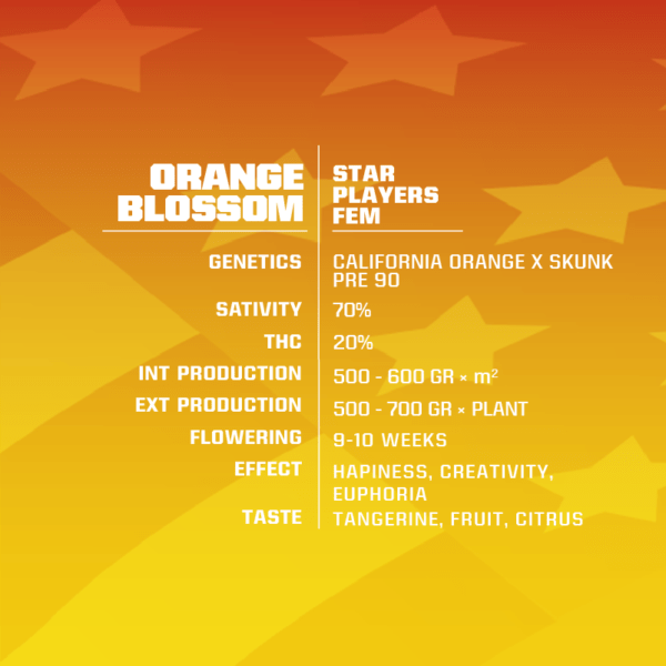 Purchase Orange Blossom 【2024】