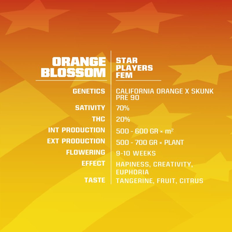 ORANGE BLOSSOM FEM