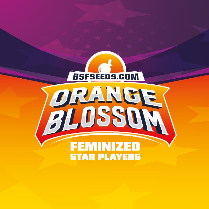 orangeblossomfem-logo.jpg
