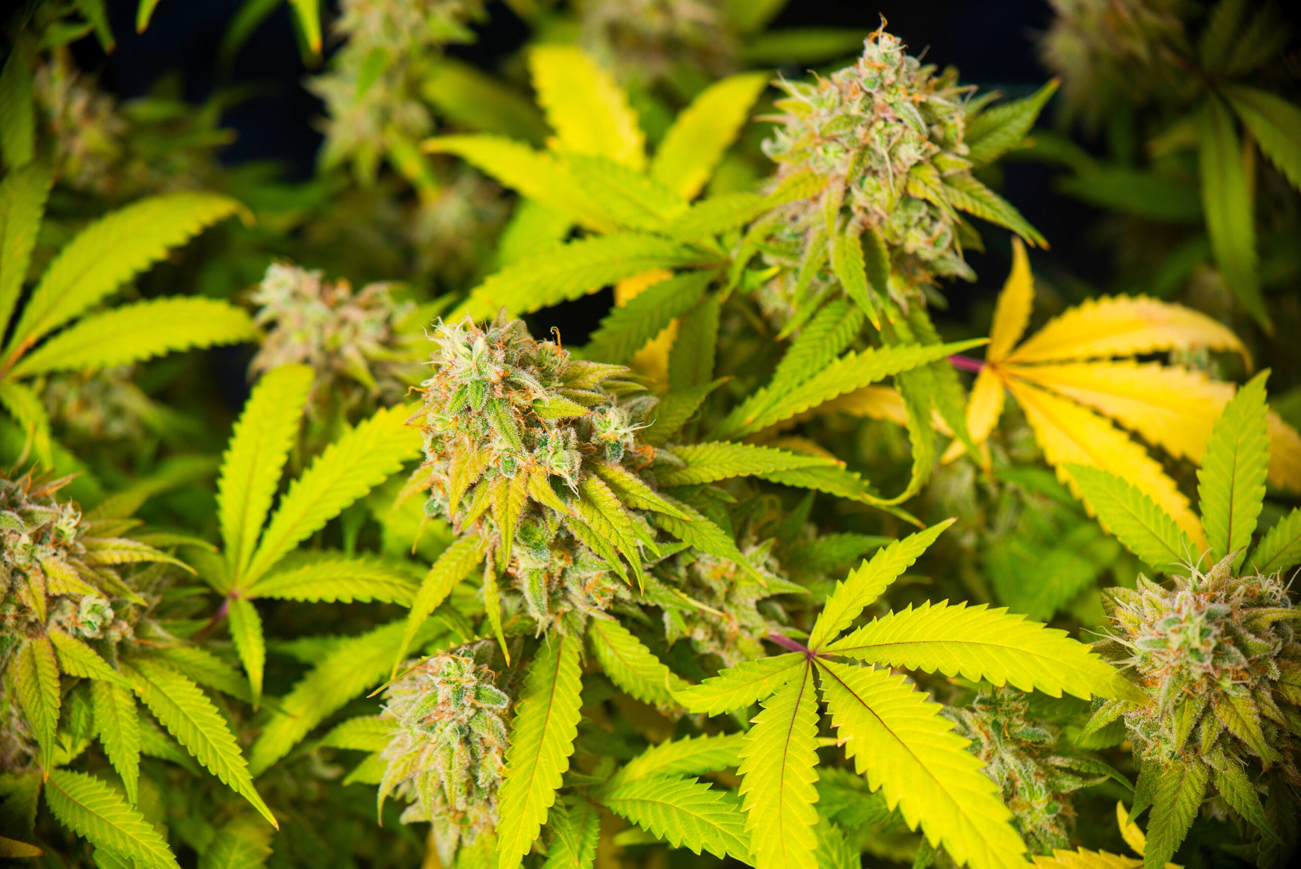 Yellow leaves on marijuana plants - BSF Seeds UK