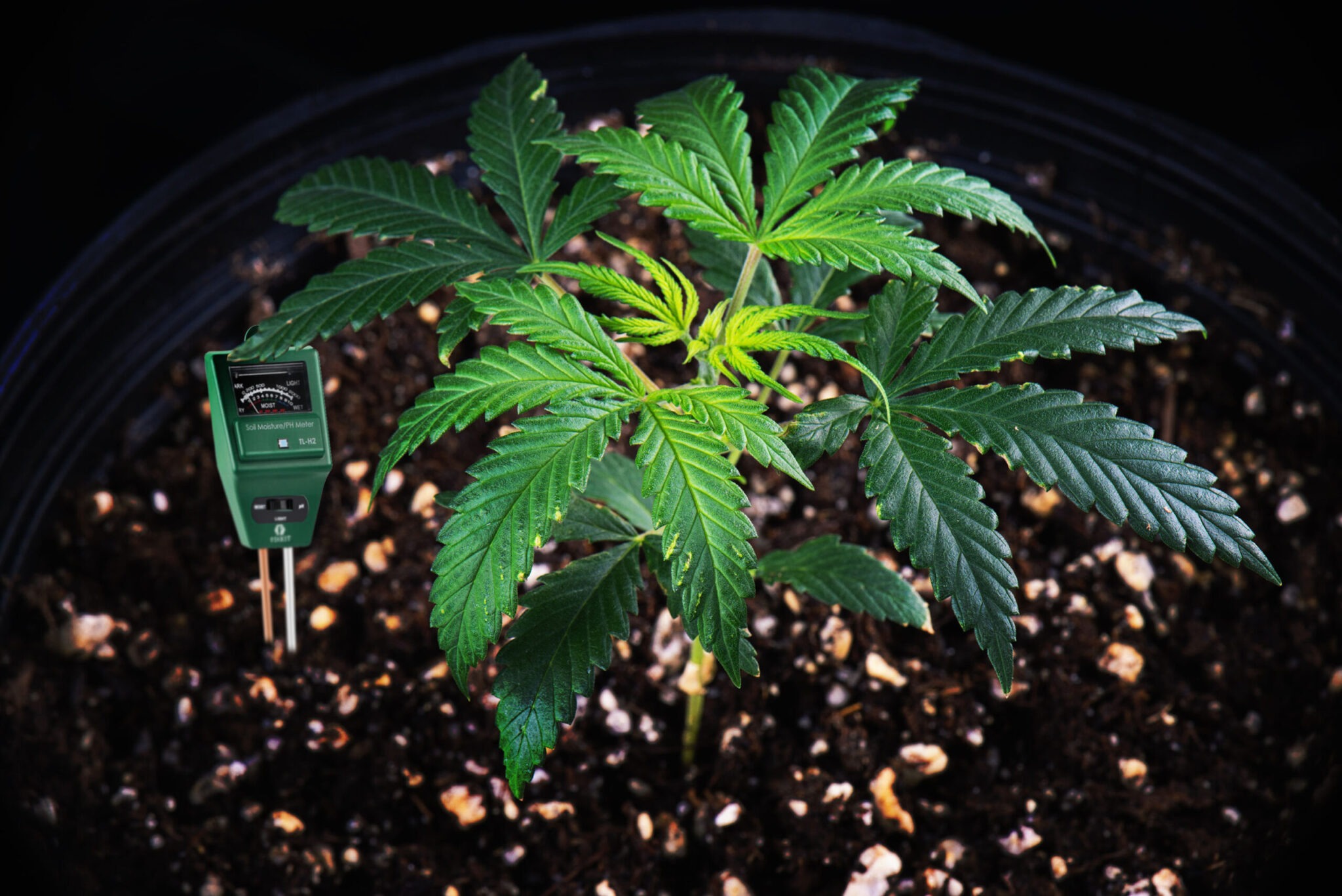 How to regulate the water pH levels for marijuana plants BSF Seeds UK