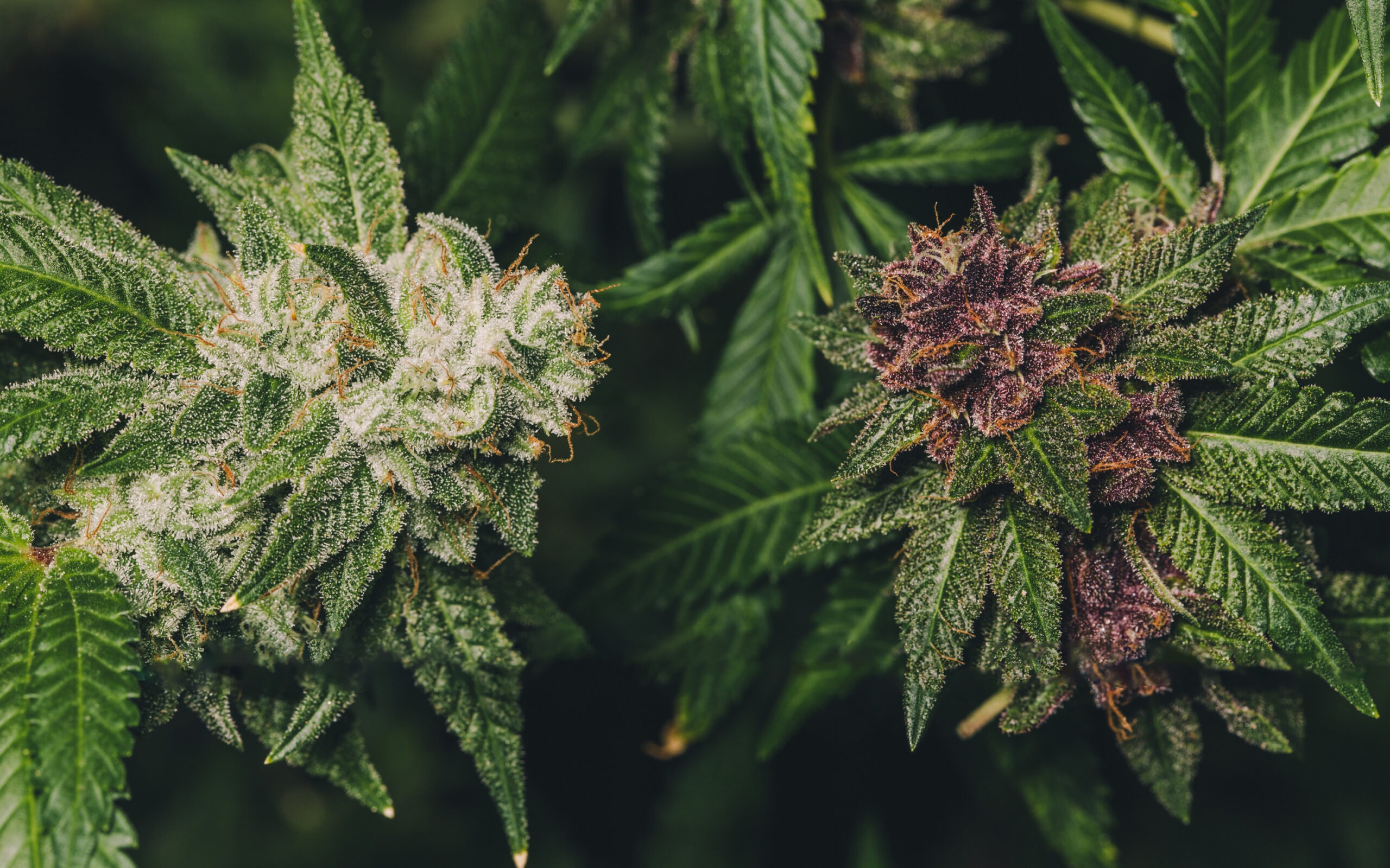 cannabis plants flowering