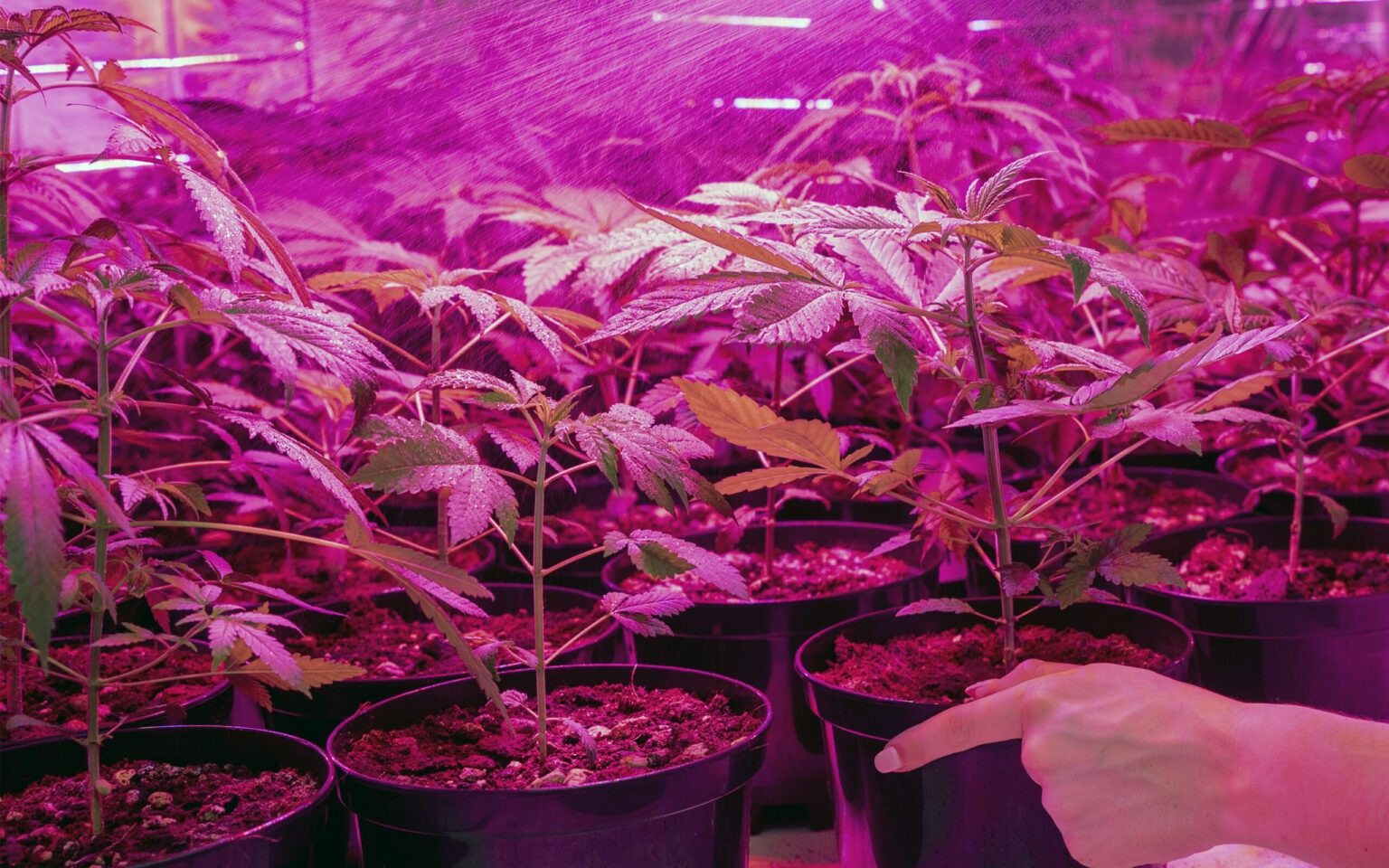 Fertilizing marijuana plants BSF Seeds UK