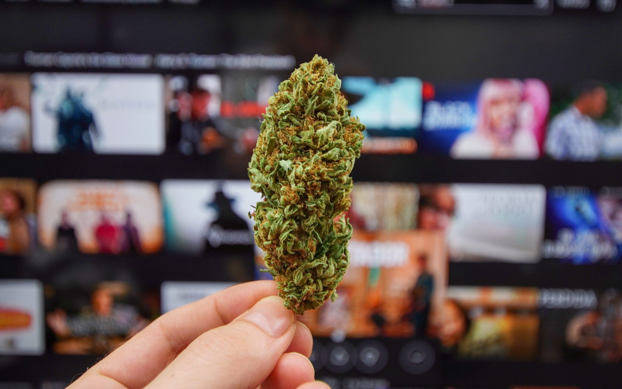 The 10 best movies to watch stoned (part 2) BSF Seeds UK