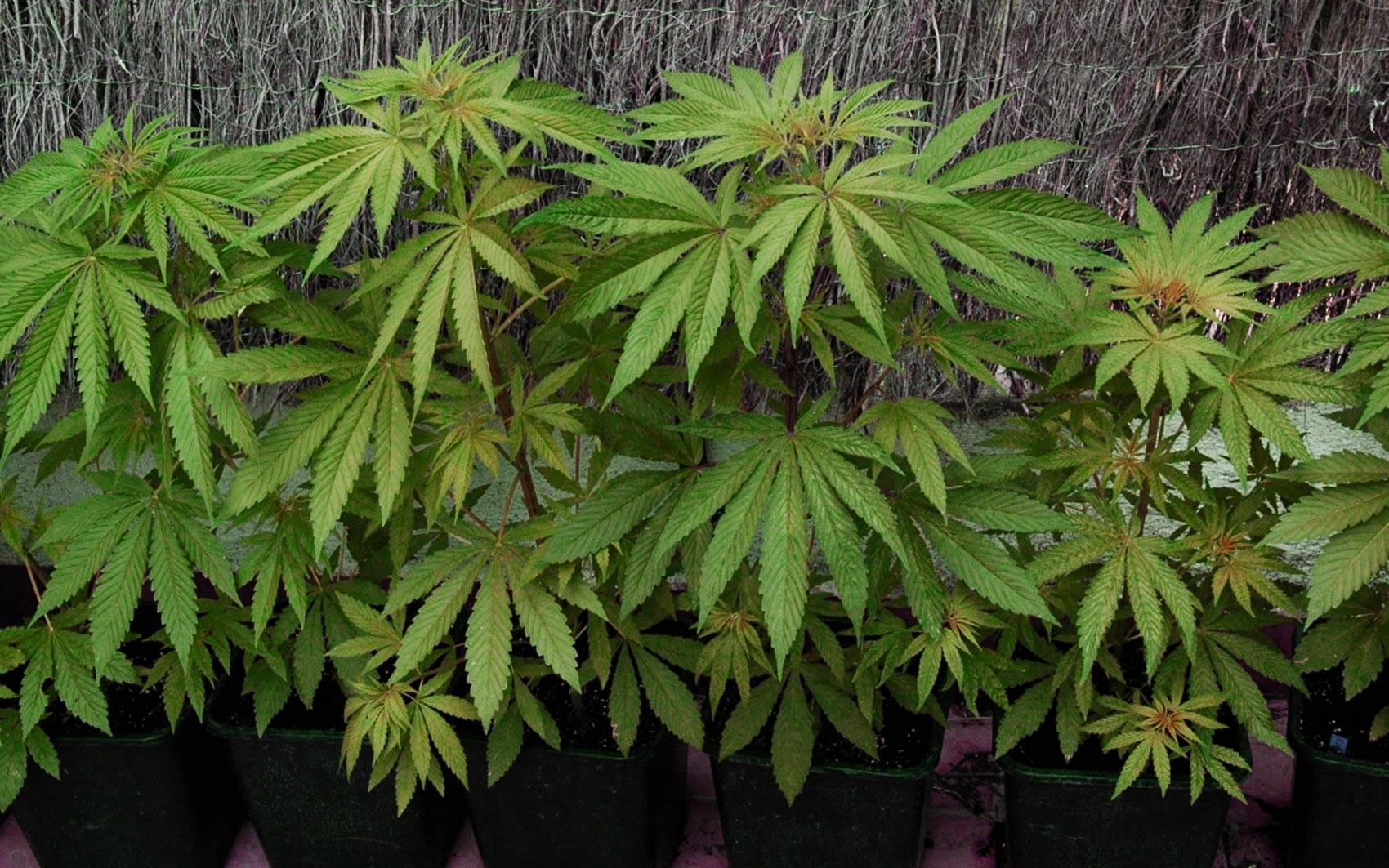 Tips on how to plant potted marijuana - BSF Seeds UK