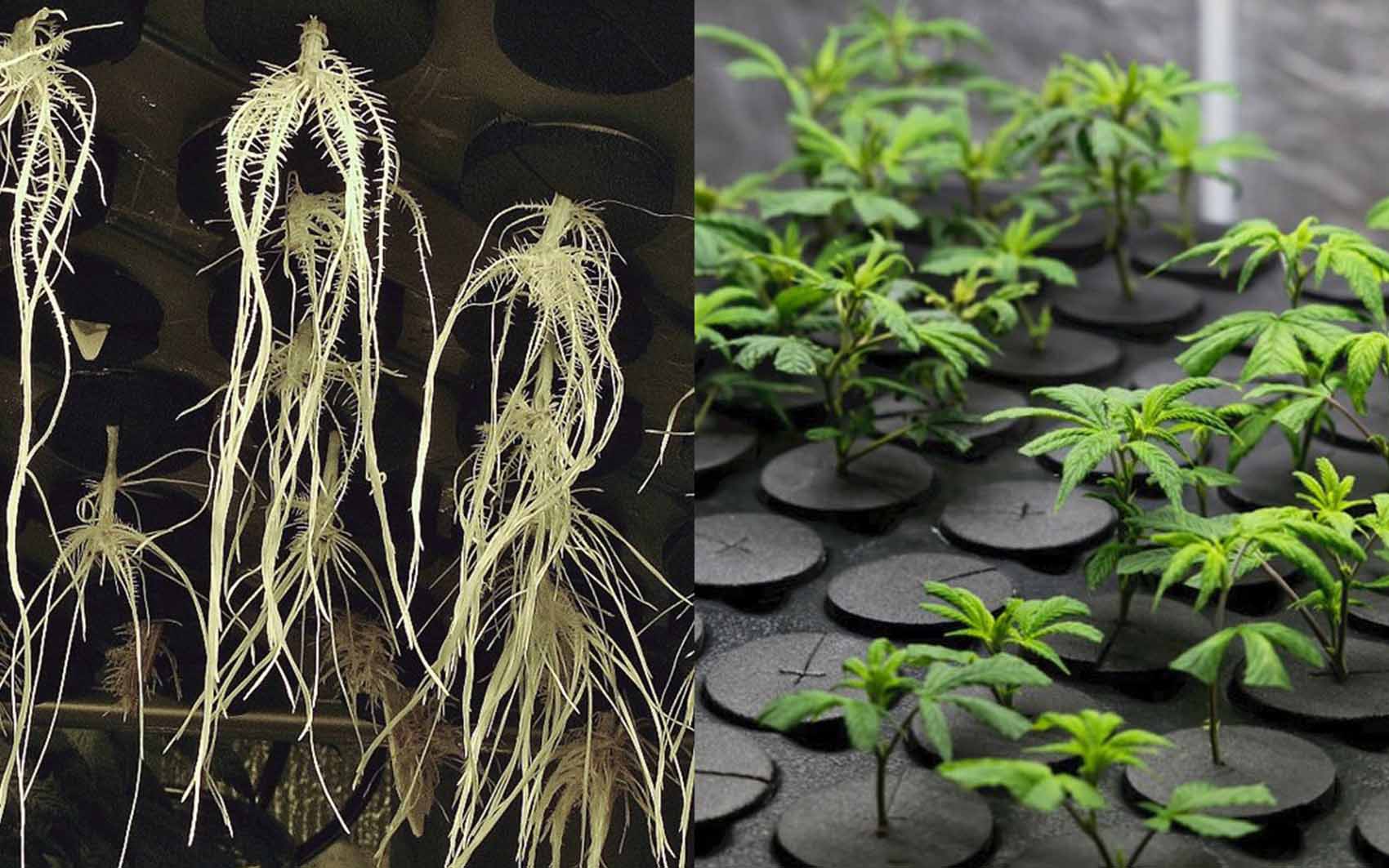 Growing Cannabis: Hydroponics Vs Aeroponics Fast Buds, 56% OFF